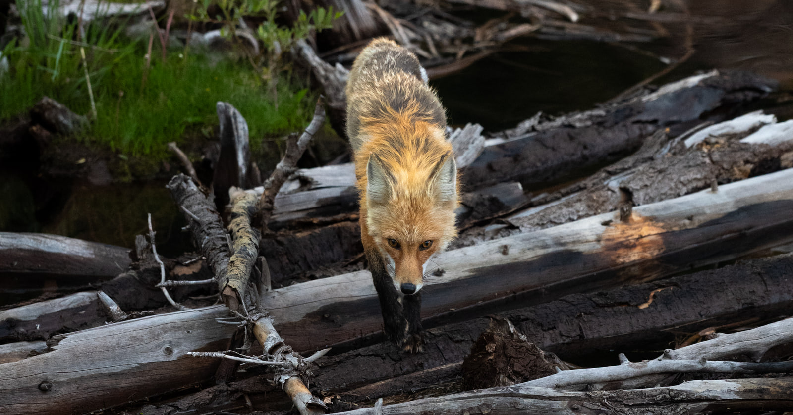 A red fox walks toward the camera along a fallen grey log among a jumble of deadfall, with green grass and dark water behind.