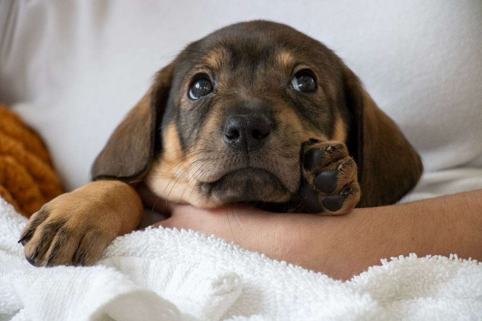 A floppy-eared brown and tan puppy looks up with one paw pressed to its cheek and its head on a bare forearm above a white towel.