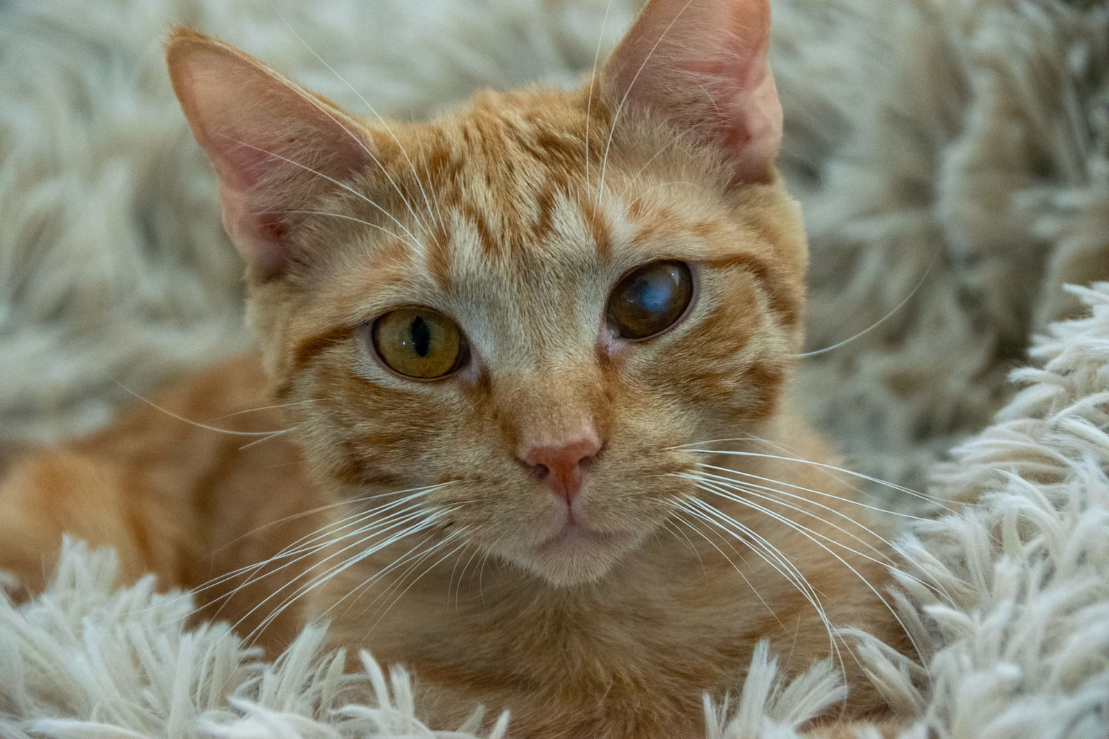Lying in a shaggy cream bed, a ginger cat with long white whiskers has one clear amber eye and one dark, cloudy eye.