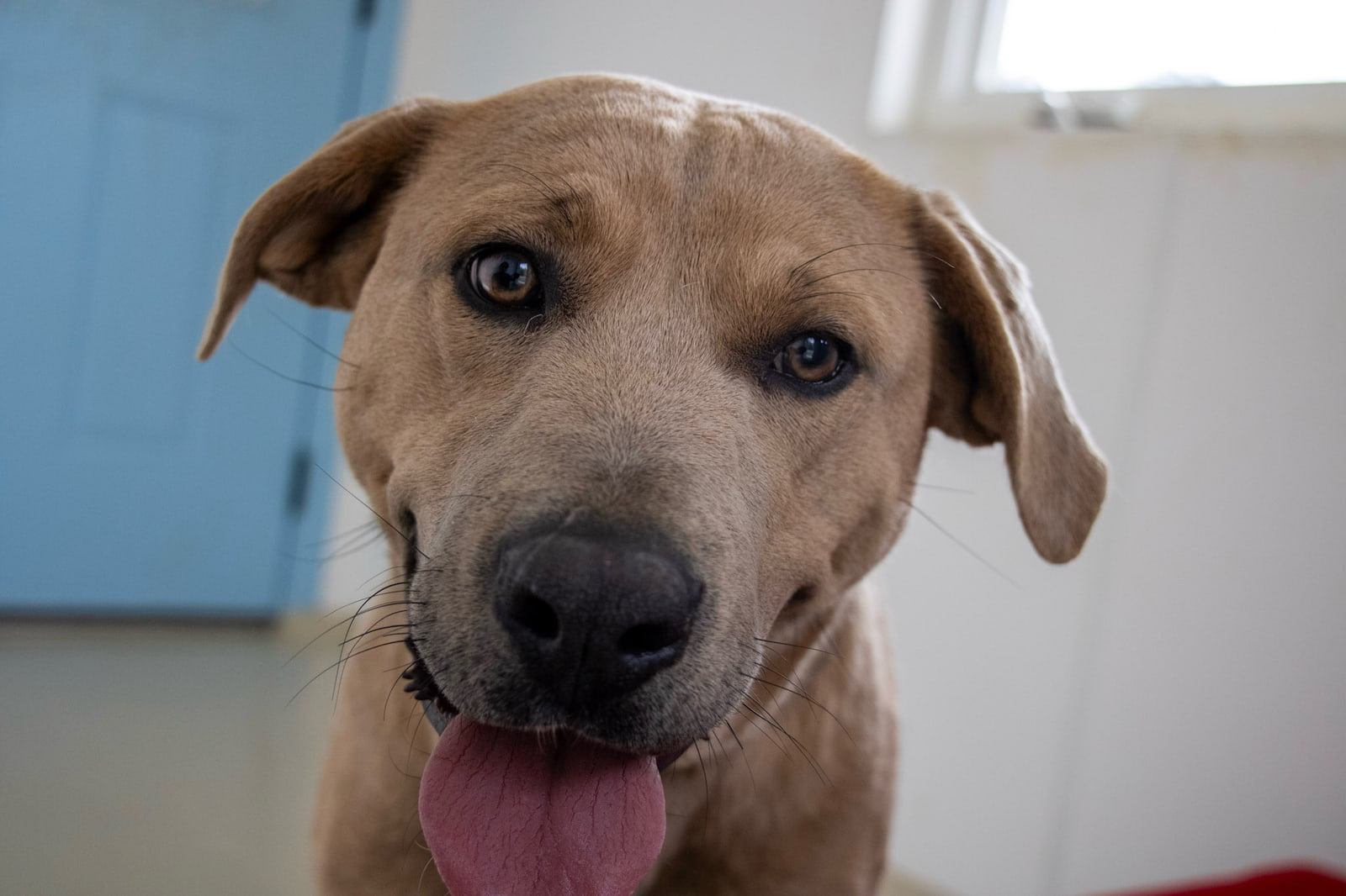 A short-coated dog with floppy ears and its tongue out leans close to the camera in a white room with a pale blue door and a bright window.