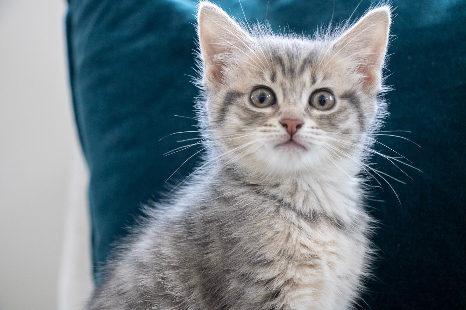 A fluffy kitten with dark forehead stripes and wide grey-amber eyes sits upright, with a bright rim of light along its ears and whiskers.