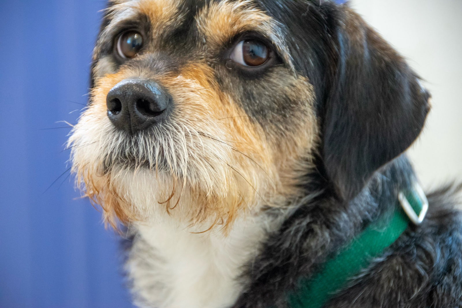 A black and tan dog with a wiry white beard turns its brown eyes up past the camera, against a blurred blue and cream background.
